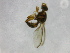  ( - cau01310)  @12 [ ] Unspecified (default): All Rights Reserved (2010) China Agricutural University, Insect Collection China Agricutural University, Insect Collection