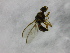 ( - cau01310)  @13 [ ] Unspecified (default): All Rights Reserved (2010) China Agricutural University, Insect Collection China Agricutural University, Insect Collection
