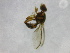  ( - cau01310)  @12 [ ] Unspecified (default): All Rights Reserved (2010) China Agricutural University, Insect Collection China Agricutural University, Insect Collection