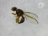  ( - cau01310)  @12 [ ] Unspecified (default): All Rights Reserved (2010) China Agricutural University, Insect Collection China Agricutural University, Insect Collection