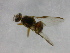  ( - cau01310)  @12 [ ] Unspecified (default): All Rights Reserved (2010) China Agricutural University, Insect Collection China Agricutural University, Insect Collection