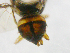  ( - cau01310)  @12 [ ] Unspecified (default): All Rights Reserved (2010) China Agricutural University, Insect Collection China Agricutural University, Insect Collection