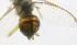  ( - cau01310)  @12 [ ] Unspecified (default): All Rights Reserved (2010) China Agricutural University, Insect Collection China Agricutural University, Insect Collection