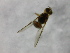  ( - cau01310)  @12 [ ] Unspecified (default): All Rights Reserved (2010) China Agricutural University, Insect Collection China Agricutural University, Insect Collection