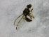  ( - cau01310)  @12 [ ] Unspecified (default): All Rights Reserved (2010) China Agricutural University, Insect Collection China Agricutural University, Insect Collection