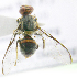  ( - cau01314)  @12 [ ] Unspecified (default): All Rights Reserved (2010) China Agricutural University, Insect Collection China Agricutural University, Insect Collection