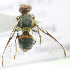  ( - cau01314)  @12 [ ] Unspecified (default): All Rights Reserved (2010) China Agricutural University, Insect Collection China Agricutural University, Insect Collection