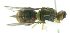  ( - cau01318)  @12 [ ] Unspecified (default): All Rights Reserved (2010) China Agricutural University, Insect Collection China Agricutural University, Insect Collection