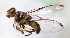  ( - cau01322)  @11 [ ] Unspecified (default): All Rights Reserved (2010) China Agricutural University, Insect Collection China Agricutural University, Insect Collection