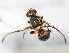  ( - cau01327)  @13 [ ] Unspecified (default): All Rights Reserved (2010) China Agricutural University, Insect Collection China Agricutural University, Insect Collection
