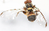  ( - cau01327)  @13 [ ] Unspecified (default): All Rights Reserved (2010) China Agricutural University, Insect Collection China Agricutural University, Insect Collection