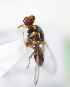  ( - cau01329)  @12 [ ] Unspecified (default): All Rights Reserved (2010) China Agricutural University, Insect Collection China Agricutural University, Insect Collection