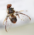  ( - cau01329)  @12 [ ] Unspecified (default): All Rights Reserved (2010) China Agricutural University, Insect Collection China Agricutural University, Insect Collection