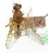  ( - cau01330)  @11 [ ] Unspecified (default): All Rights Reserved (2010) China Agricutural University, Insect Collection China Agricutural University, Insect Collection