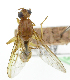  ( - cau01330)  @11 [ ] Unspecified (default): All Rights Reserved (2010) China Agricutural University, Insect Collection China Agricutural University, Insect Collection