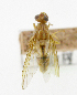  ( - cau01331)  @11 [ ] Unspecified (default): All Rights Reserved (2010) China Agricutural University, Insect Collection China Agricutural University, Insect Collection