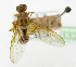 ( - cau01332)  @11 [ ] Unspecified (default): All Rights Reserved (2010) China Agricutural University, Insect Collection China Agricutural University, Insect Collection