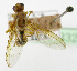  ( - cau01332)  @11 [ ] Unspecified (default): All Rights Reserved (2010) China Agricutural University, Insect Collection China Agricutural University, Insect Collection