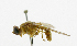  ( - cau01332)  @11 [ ] Unspecified (default): All Rights Reserved (2010) China Agricutural University, Insect Collection China Agricutural University, Insect Collection