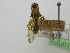  ( - cau01333)  @11 [ ] Unspecified (default): All Rights Reserved (2010) China Agricutural University, Insect Collection China Agricutural University, Insect Collection