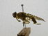  ( - cau01333)  @11 [ ] Unspecified (default): All Rights Reserved (2010) China Agricutural University, Insect Collection China Agricutural University, Insect Collection