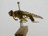 ( - cau01334)  @11 [ ] Unspecified (default): All Rights Reserved (2010) China Agricutural University, Insect Collection China Agricutural University, Insect Collection