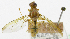  ( - cau01334)  @11 [ ] Unspecified (default): All Rights Reserved (2010) China Agricutural University, Insect Collection China Agricutural University, Insect Collection