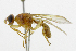  ( - cau01335)  @11 [ ] Unspecified (default): All Rights Reserved (2010) China Agricutural University, Insect Collection China Agricutural University, Insect Collection