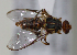  ( - cau01377)  @12 [ ] Unspecified (default): All Rights Reserved (2010) China Agricutural University, Insect Collection China Agricutural University, Insect Collection