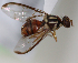  ( - cau01378)  @12 [ ] Unspecified (default): All Rights Reserved (2010) China Agricutural University, Insect Collection China Agricutural University, Insect Collection