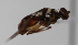  ( - cau01378)  @12 [ ] Unspecified (default): All Rights Reserved (2010) China Agricutural University, Insect Collection China Agricutural University, Insect Collection