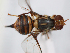  ( - cau01379)  @12 [ ] Unspecified (default): All Rights Reserved (2010) China Agricutural University, Insect Collection China Agricutural University, Insect Collection