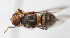  ( - cau01380)  @12 [ ] Unspecified (default): All Rights Reserved (2010) China Agricutural University, Insect Collection China Agricutural University, Insect Collection