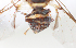 ( - cau01385)  @12 [ ] Unspecified (default): All Rights Reserved (2010) China Agricutural University, Insect Collection China Agricutural University, Insect Collection