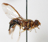  ( - cau01389)  @11 [ ] Unspecified (default): All Rights Reserved (2010) China Agricutural University, Insect Collection China Agricutural University, Insect Collection