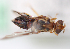  ( - cau01390)  @11 [ ] Unspecified (default): All Rights Reserved (2010) China Agricutural University, Insect Collection China Agricutural University, Insect Collection