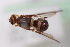  ( - cau01390)  @11 [ ] Unspecified (default): All Rights Reserved (2010) China Agricutural University, Insect Collection China Agricutural University, Insect Collection