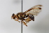  ( - cau01390)  @11 [ ] Unspecified (default): All Rights Reserved (2010) China Agricutural University, Insect Collection China Agricutural University, Insect Collection