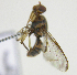  ( - cau01404)  @12 [ ] Unspecified (default): All Rights Reserved (2010) China Agricutural University, Insect Collection China Agricutural University, Insect Collection