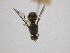  ( - cau01404)  @12 [ ] Unspecified (default): All Rights Reserved (2010) China Agricutural University, Insect Collection China Agricutural University, Insect Collection