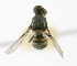  ( - cau01407)  @12 [ ] Unspecified (default): All Rights Reserved (2010) China Agricutural University, Insect Collection China Agricutural University, Insect Collection