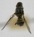  ( - cau01408)  @12 [ ] Unspecified (default): All Rights Reserved (2010) China Agricutural University, Insect Collection China Agricutural University, Insect Collection