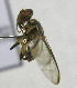  ( - cau01408)  @12 [ ] Unspecified (default): All Rights Reserved (2010) China Agricutural University, Insect Collection China Agricutural University, Insect Collection