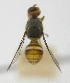  ( - cau01409)  @12 [ ] Unspecified (default): All Rights Reserved (2010) China Agricutural University, Insect Collection China Agricutural University, Insect Collection