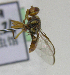  ( - cau01409)  @12 [ ] Unspecified (default): All Rights Reserved (2010) China Agricutural University, Insect Collection China Agricutural University, Insect Collection