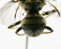  ( - cau01412)  @11 [ ] Unspecified (default): All Rights Reserved (2010) China Agricutural University, Insect Collection China Agricutural University, Insect Collection