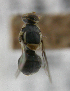  ( - cau01419)  @11 [ ] Unspecified (default): All Rights Reserved (2010) China Agricutural University, Insect Collection China Agricutural University, Insect Collection