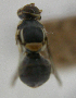  ( - cau01419)  @11 [ ] Unspecified (default): All Rights Reserved (2010) China Agricutural University, Insect Collection China Agricutural University, Insect Collection