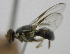  ( - cau01419)  @11 [ ] Unspecified (default): All Rights Reserved (2010) China Agricutural University, Insect Collection China Agricutural University, Insect Collection
