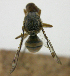  ( - cau01420)  @11 [ ] Unspecified (default): All Rights Reserved (2010) China Agricutural University, Insect Collection China Agricutural University, Insect Collection